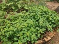 kitchen garden REPRECO