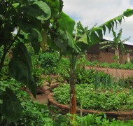 légumes et culture mixte des kitchen gardens