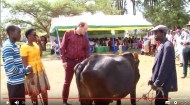 remise de vaches
